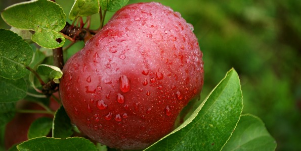 Apple