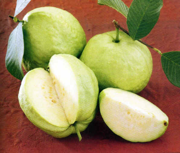 Apricot