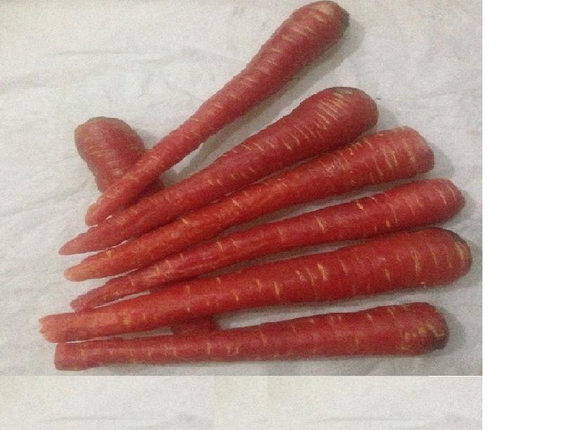 Carrot