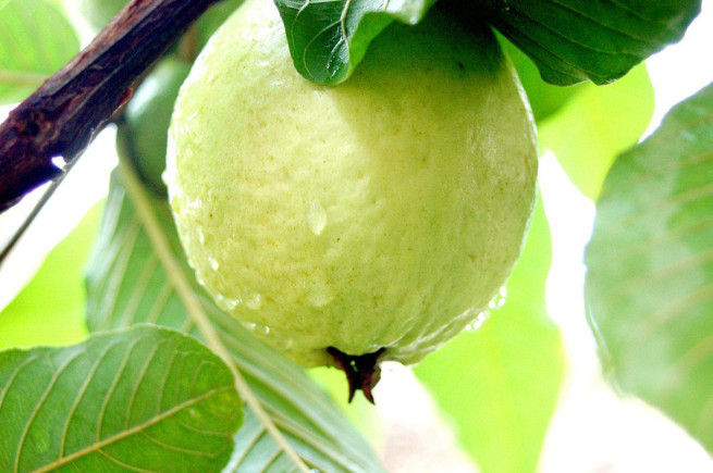 Guava
