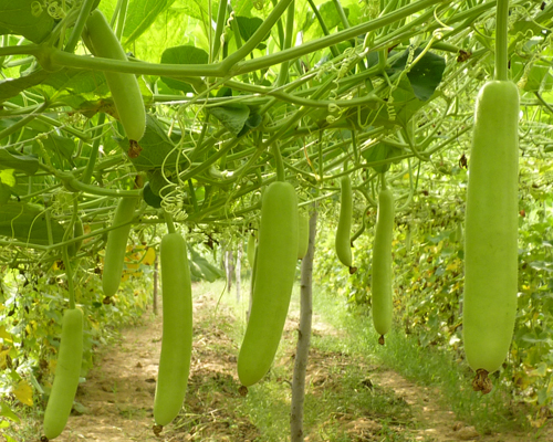 Long Gourd